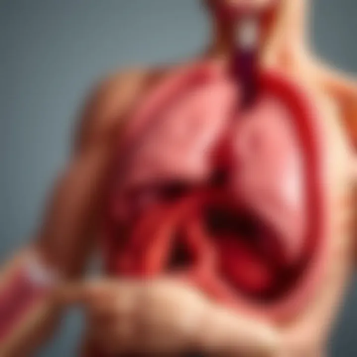 Close-up of anatomical organs in the toy