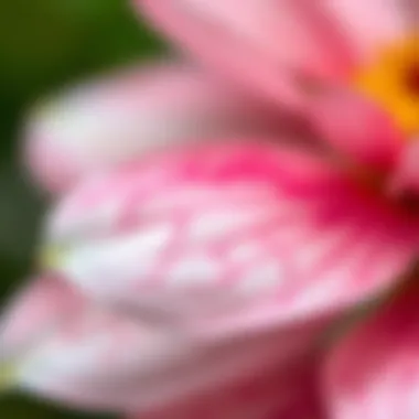 Close-up of delicate watercolor techniques on flower petals